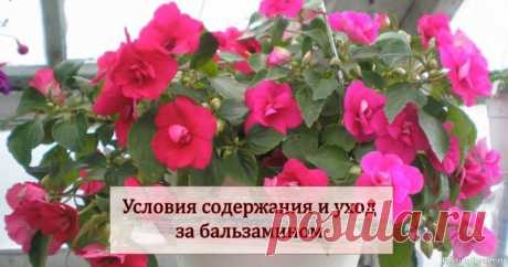Цветочное настроение. Уход за растениями