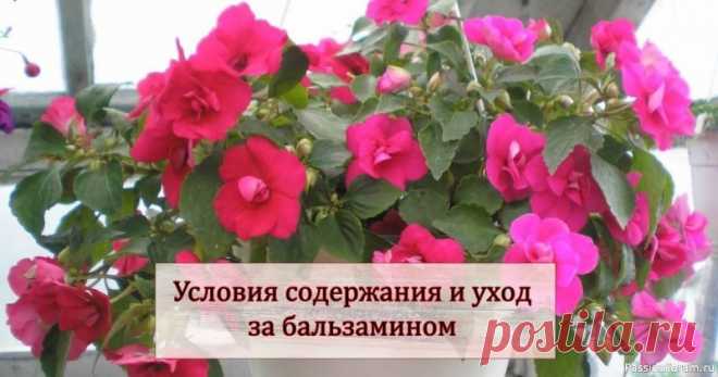 Цветочное настроение. Уход за растениями