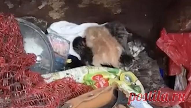 Четверых котят, прижавшихся друг к другу, нашли в кузове мусоровоза в Петербурге. В Петербурге водитель мусоровоза нашел в кузове четверых котят, прижавшихся друг к другу. Об этом сообщает Telegram-канал "Mash на Мойке". По информации Telegram-канала, водитель мусоровоза заметил среди отходов шевелящиеся ...
