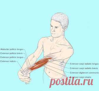 ПОТЯГИВАНИЕ — отличная альтернатива утренней физзарядки  Обычно после сна тело затекшее, но каждый знает, что постепенно расходится, сонливость, расслабленность пройдут сами собой.