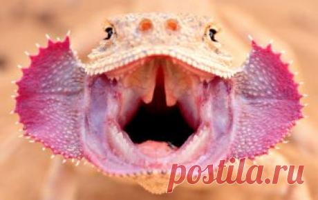 Ушастик — National Geographic Россия Самец ушастой круглоголовки демонстрирует позу угрозы. Астраханская область.