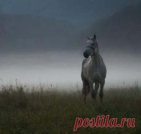 Марина Фомина — National Geographic Россия