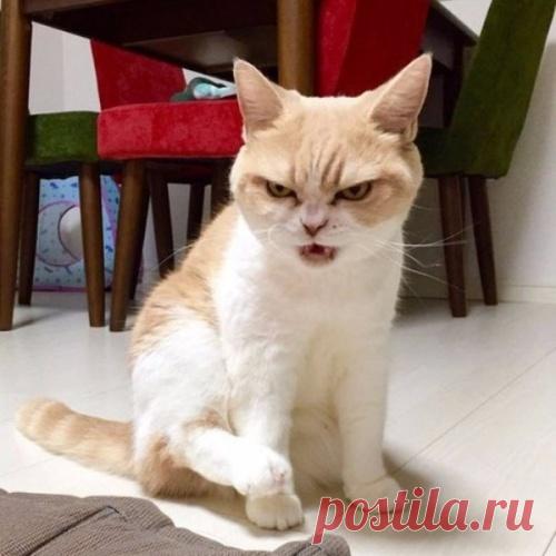 Коюки — самый сердитый кот Японии