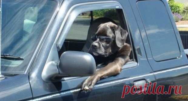 As 100 fotos de cachorros mais adoráveis de todos os tempos