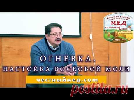 Огневка. Геннадий Семыкин о настойке восковой моли.