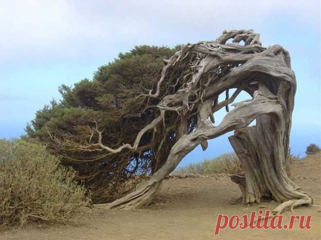 * | Причуды природы | Постила