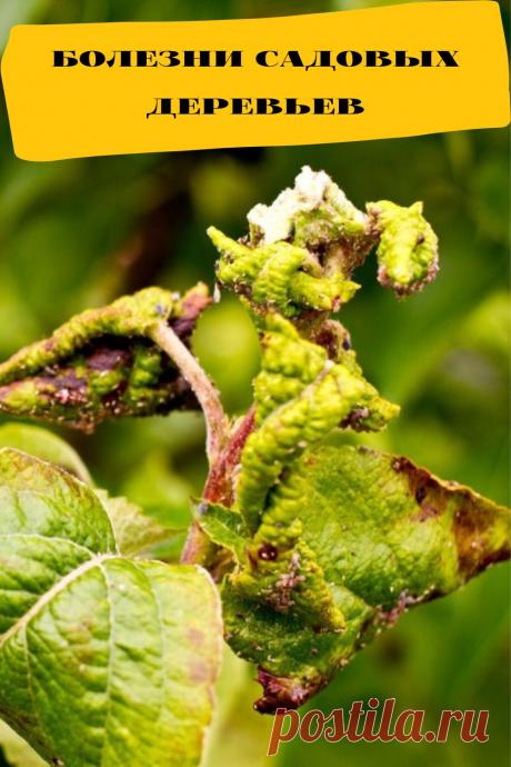 болезни садовых деревьев
