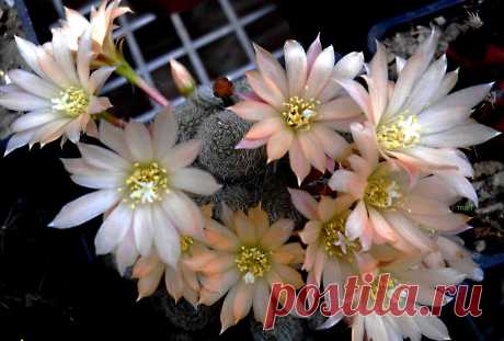 rebutia sunrise No voy a agobiar a todos,  con  nombres complicados, pero este cactus, es  un híbrido obtenido en 1992  de dos rebutías  de diferente variedad…y le bautizaron rebutia Sunrise.Florece profusamente  y sus capullos son adorables..  tienen los pétalos externos  rosados  , variando el color que percibimos de los mismos de acuerdo  a la intensidad de luz que recibe.Para los que quieren saber más  aclaro que el género Rebutia es originario de Bolivia y Argentina c...