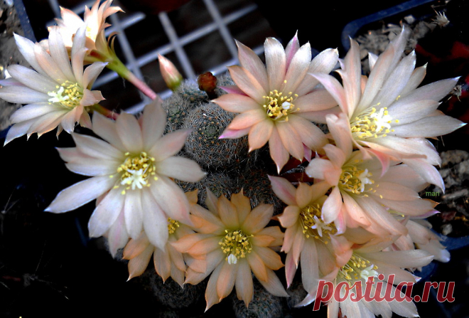 rebutia sunrise No voy a agobiar a todos,  con  nombres complicados, pero este cactus, es  un híbrido obtenido en 1992  de dos rebutías  de diferente variedad…y le bautizaron rebutia Sunrise.Florece profusamente  y sus capullos son adorables..  tienen los pétalos externos  rosados  , variando el color que percibimos de los mismos de acuerdo  a la intensidad de luz que recibe.Para los que quieren saber más  aclaro que el género Rebutia es originario de Bolivia y Argentina c...