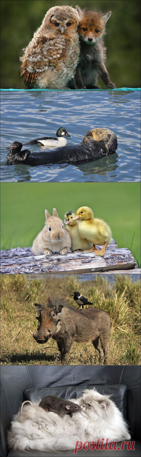 Межвидовой барьер дружбе не помеха | Приколисты в картинках