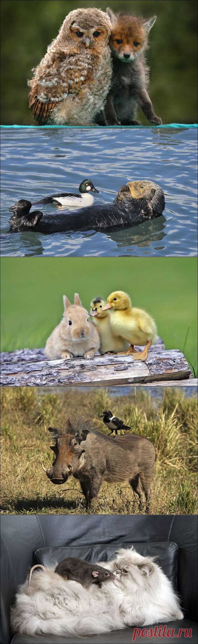 Межвидовой барьер дружбе не помеха | Приколисты в картинках