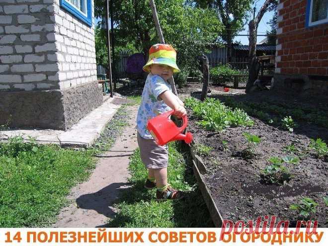 Советы огороднику