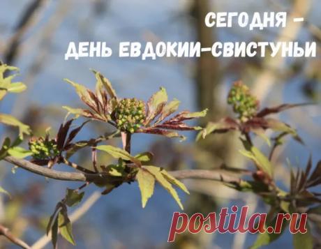 С Евдокией Свистуньей, с весенним деньком!Пусть радость и счастье ворвутся ваш дом. Открытки на Евдокия Свистунья!
