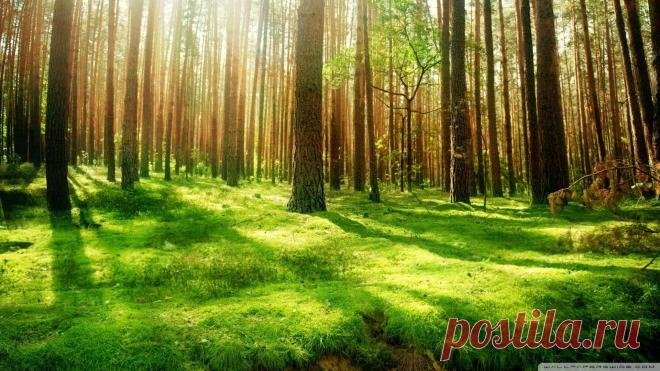 Nature Forest Wallpaper - WallpaperSafari