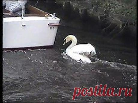 Видео в рубрике: &quot;Наши домашние животные&quot;