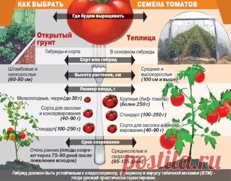 Выращивание помидоров в теплице из поликарбоната, рассада, уход, видео