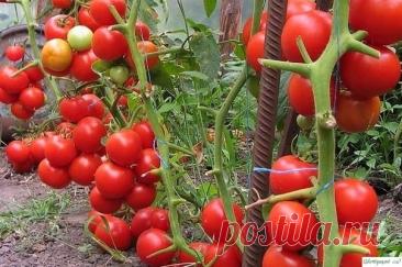 ПОСТУЧИТЕ ПO ТОMАТАM