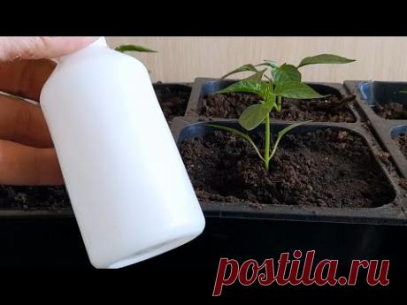 СПАСЛА СВОЮ РАССАДУ ЭТИМ ДЕШЁВЫМ АПТЕЧНЫМ СРЕДСТВОМ!!! ТЕПЕРЬ МОЯ РАССАДА НИЗКОРОСЛЫЙ КРЕПЫШ!!!