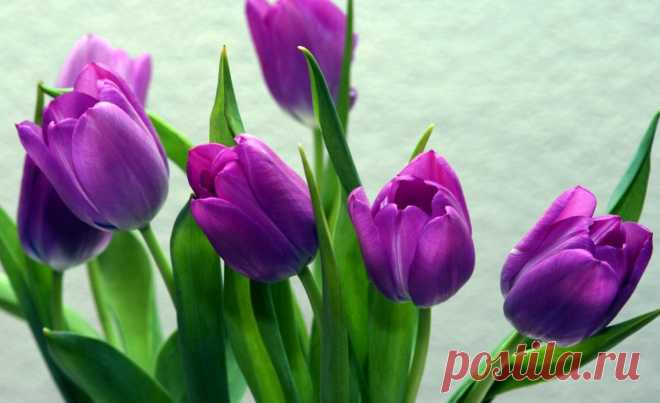 Весна уже не вдалеке,а что-то хочется....
зима умчится налегке в мир одиночества.....
весна воскреснет,запоет,теплом засветится...
чего-то хочется душе......с любовью встретится...

Душа поет,душа звенит....приди красавица..
мне без тебя совсем нельзя....совсем не справиться....
ручьями слезы льет зима...такое времечко...
чего-то хочется душе...стучит вновь в темечке....

Ну что ты,душечка,моя,что за история,
зима хранит свои края....ее претория...