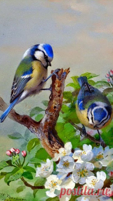 flying of birds