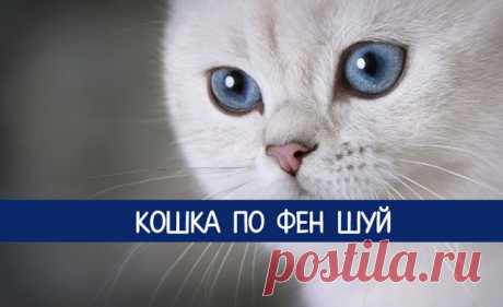 Кошка по Фен шуй - Эзотерика и самопознание