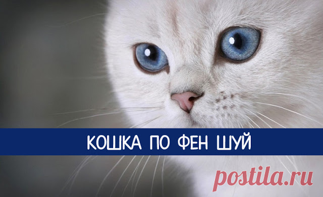 Кошка по Фен шуй - Эзотерика и самопознание