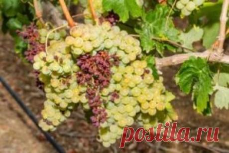 болезни винограда описание с фотографиями и способы лечения