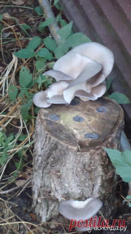 Грибная грядка на даче своими руками