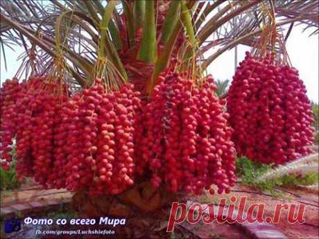 легенда о дереве  - ТАК РАСТУТ ФИНИКИ