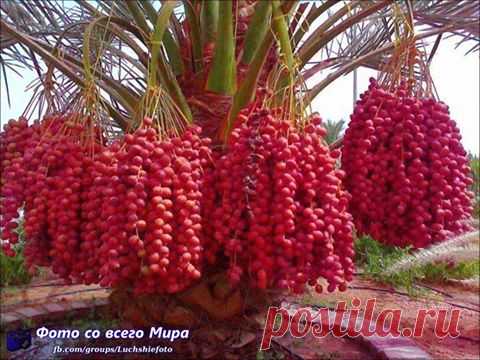 легенда о дереве  - ТАК РАСТУТ ФИНИКИ