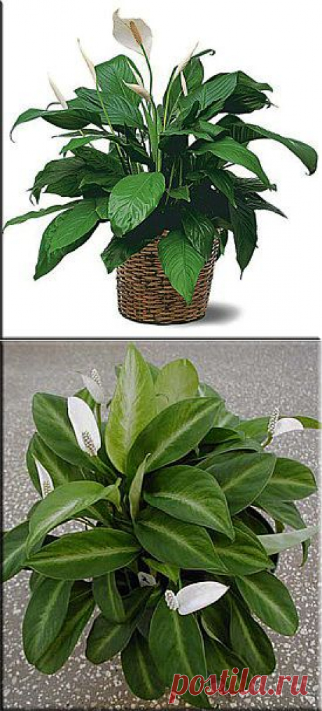 Спатифиллум (Спатифиллюм), (Spathiphyllum). Описание, виды и уход за спатифиллумом | Флористика на &quot;Добро ЕСТЬ!&quot;