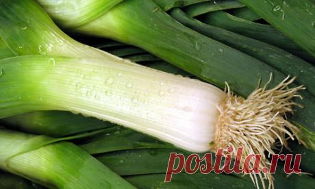 Лук-порей: посадка и выращивание