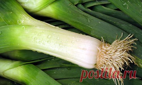 Лук-порей: посадка и выращивание