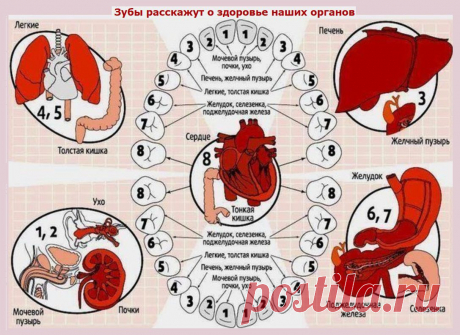 ЗУБЫ РАССКАЖУТ О ЗДОРОВЬЕ НАШИХ ОРГАНОВ