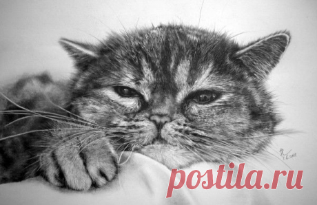 Невероятные работы выполненные карандашом
 
Это рисунки, выполненные обыкновенным карандашом 
Не перестаю удивляться таланту людей, который им дан от Бога. Казалось бы, что такого сложного взять в руки карандаш и создать рисунок, но увы мне этого не дано. А вот художнику Полу Лангу из Гонконга это дано. Его рисунки котов похожи на черно-белые фотографии.