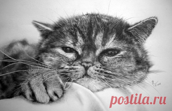 Невероятные работы выполненные карандашом
 
Это рисунки, выполненные обыкновенным карандашом 
Не перестаю удивляться таланту людей, который им дан от Бога. Казалось бы, что такого сложного взять в руки карандаш и создать рисунок, но увы мне этого не дано. А вот художнику Полу Лангу из Гонконга это дано. Его рисунки котов похожи на черно-белые фотографии.