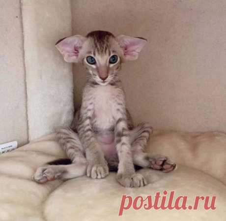Прикольные картинки и фото для всех (31 шт) Очередная порция позитива и юмора в прикольных картинках и фото.В этом выпуске: приколы про коронавирус; об уровне английского среди нашего брата; как быстро снизить количество людей на улицах; коты...