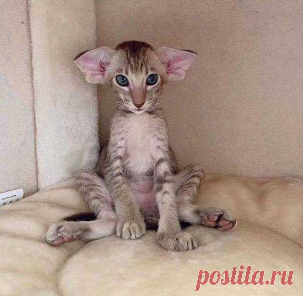 Прикольные картинки и фото для всех (31 шт) Очередная порция позитива и юмора в прикольных картинках и фото.В этом выпуске: приколы про коронавирус; об уровне английского среди нашего брата; как быстро снизить количество людей на улицах; коты...