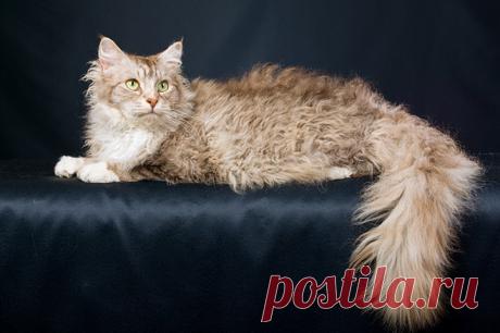 10 пород кошек