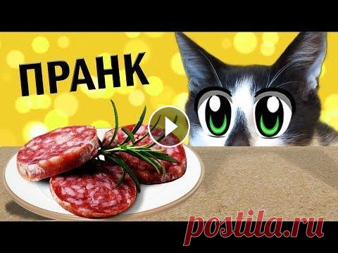 23 СМЕШНЫХ ПРАНКОВ над КОТАМИ ! ЛУЧШИЕ ПРИКОЛЫ с КОТАМИ! СМЕШНЫЕ ИДЕИ ДЛЯ РОЗЫГРЫША пары друзей 23 СМЕШНЫХ ПРАНКОВ над КОТАМИ ! СБОРНИК ПРИКОЛОВ с КОТАМИ! СМЕШНЫЕ ИДЕИ ДЛЯ РОЗЫГРЫША пары друзей ! Сегодня наши #котики решили устроить день просмотр...