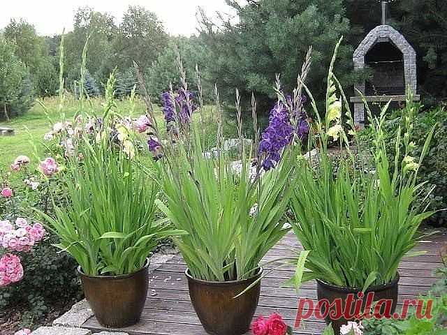 (83) Одноклассники