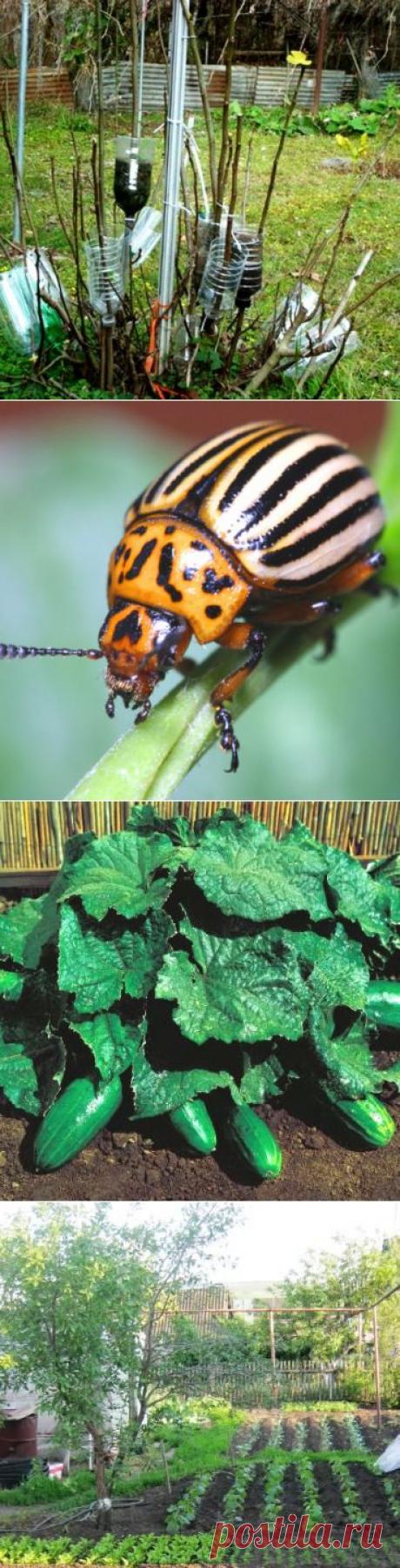 Старый легкий способ размножения деревьев и кустарников - уничтожение колорадского жука.
Лианы -кустовые огурцы
Полезные советы