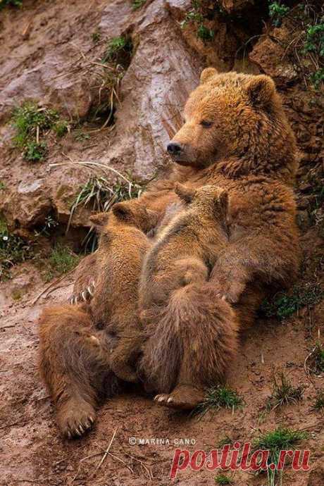 MOMMA BEAR

By Marina Cano
