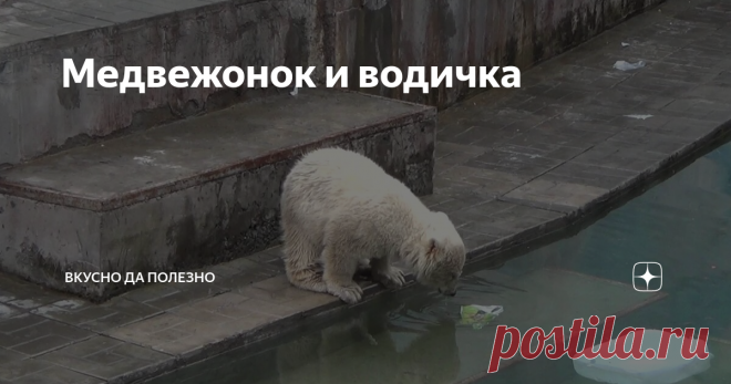 Медвежонок и водичка