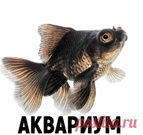 Почему не нужно часто менять воду в аквариуме | Аквариум — это просто | Пульс Mail.ru