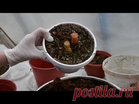 Клубневые бегонии в период покоя, 2