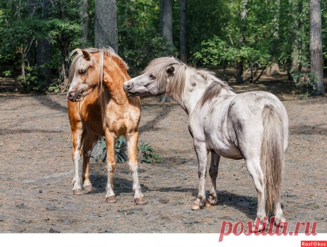 Фото: Пони. Фотограф Сан Саныч. Спорт - Фотосайт Расфокус.ру