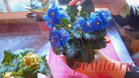 РАЗМНОЖЕНИЕ КОМНАТНОЙ ФИАЛКИ ЛИСТОМ! ПРОЩЕ НЕ БЫВАЕТ!