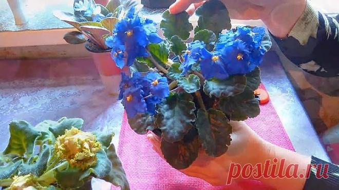 РАЗМНОЖЕНИЕ КОМНАТНОЙ ФИАЛКИ ЛИСТОМ! ПРОЩЕ НЕ БЫВАЕТ!