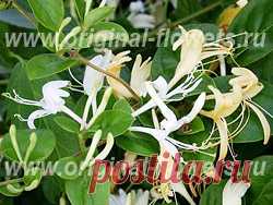 Жимолость - Lonicera уход, фото, болезни, описание